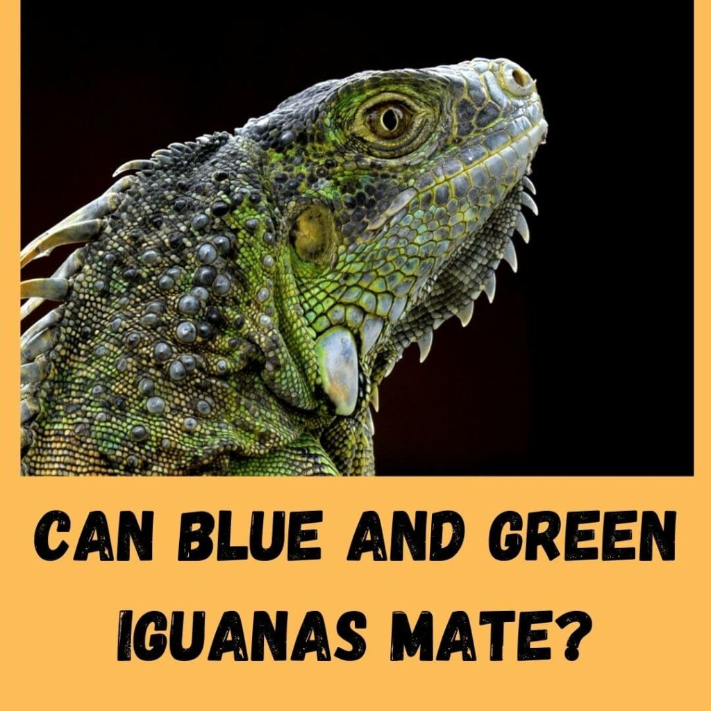 can blue and green iguanas mate