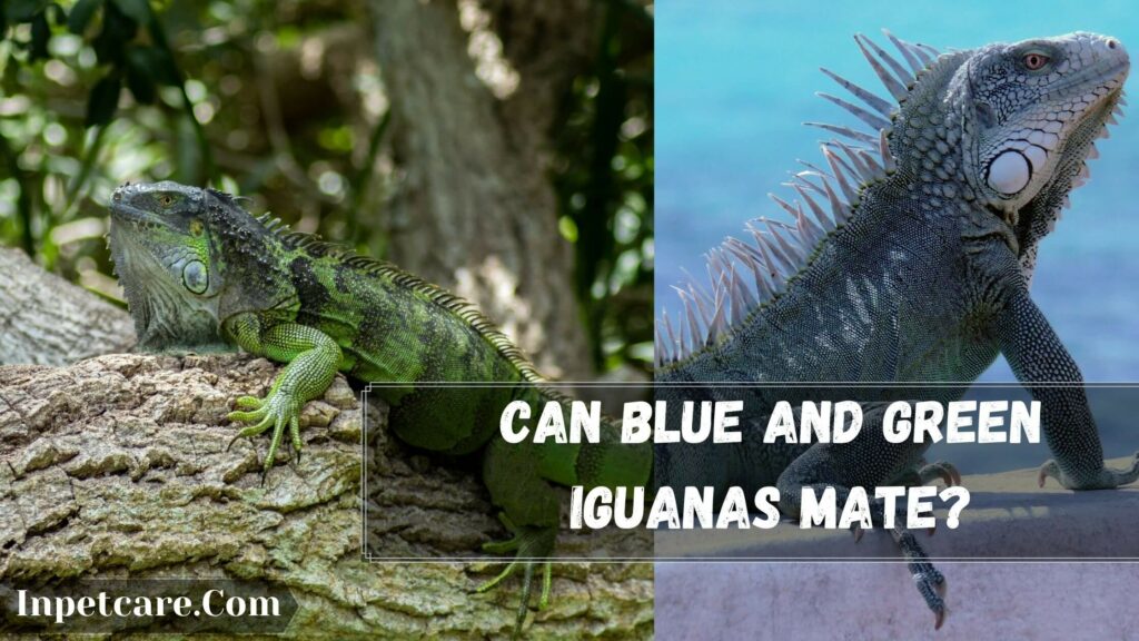 can blue and green iguanas mate.