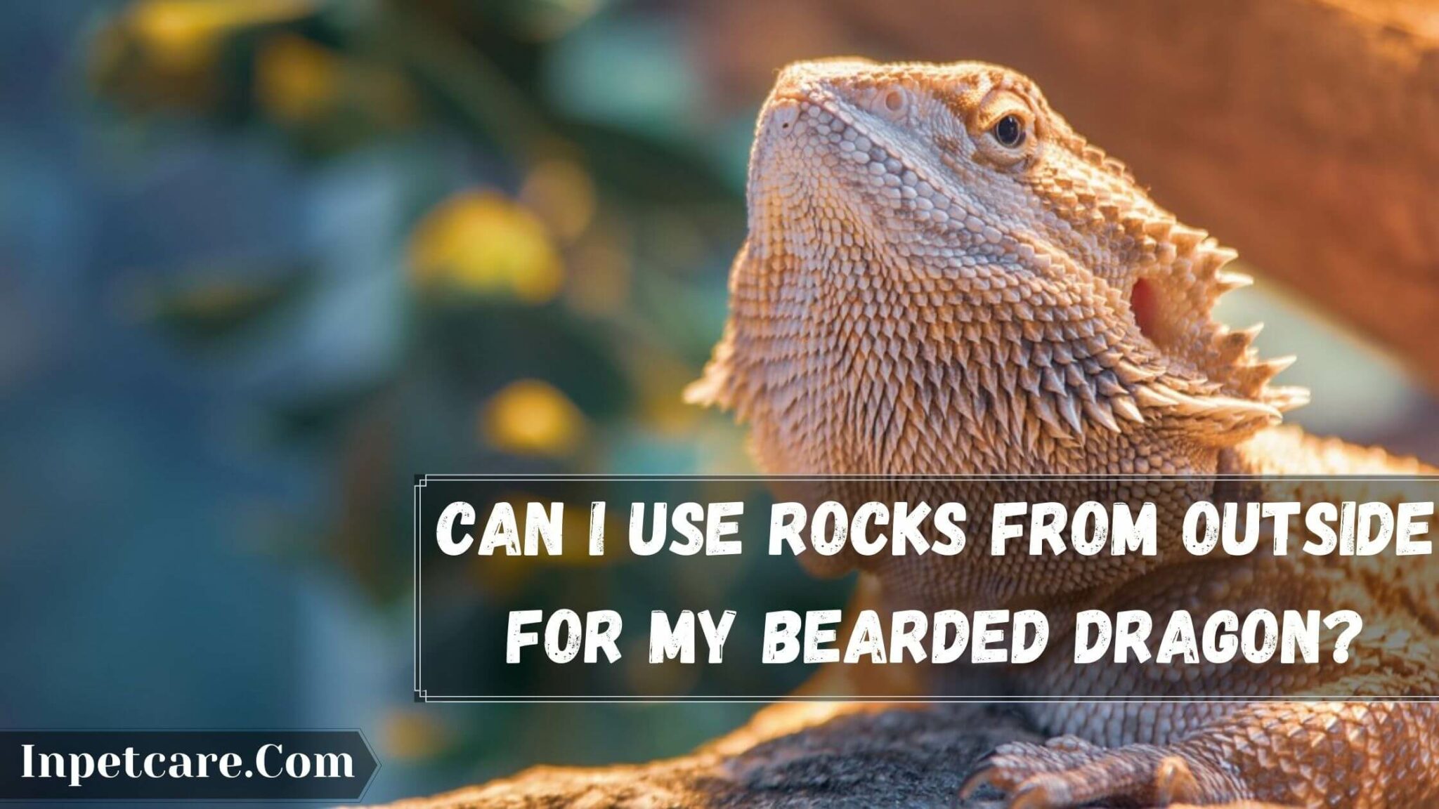 Can I Use Wood Or Rocks From Outside For My Bearded Dragon?