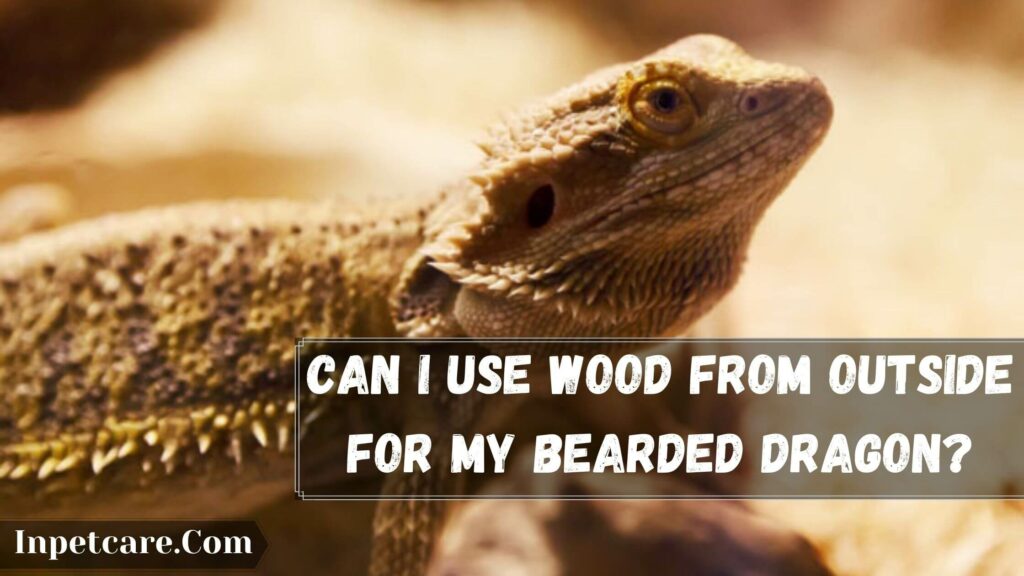 can i use wood from outside for my bearded dragon