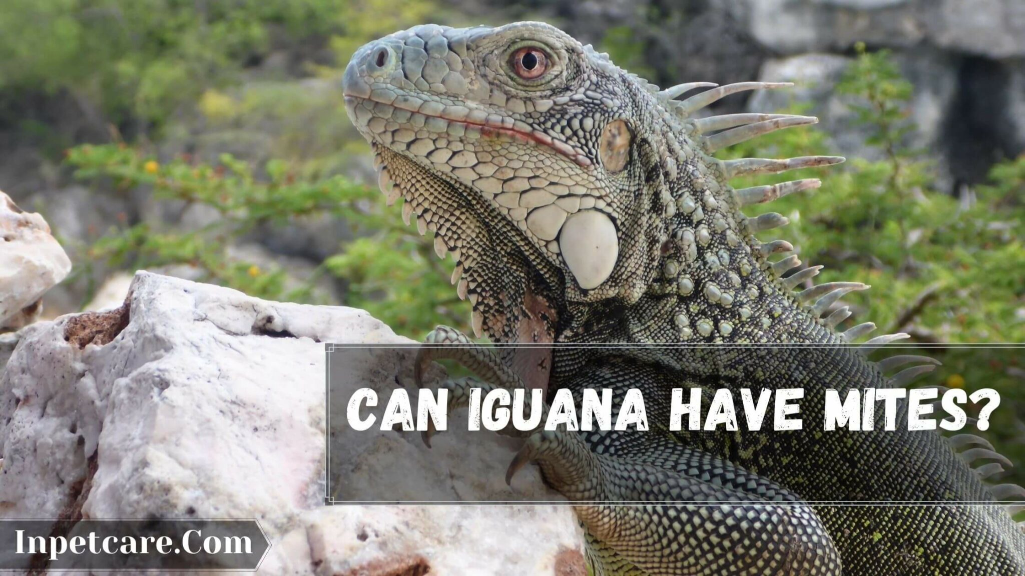 Iguana With Mites: How To Get Rid Of Iguana Mites?