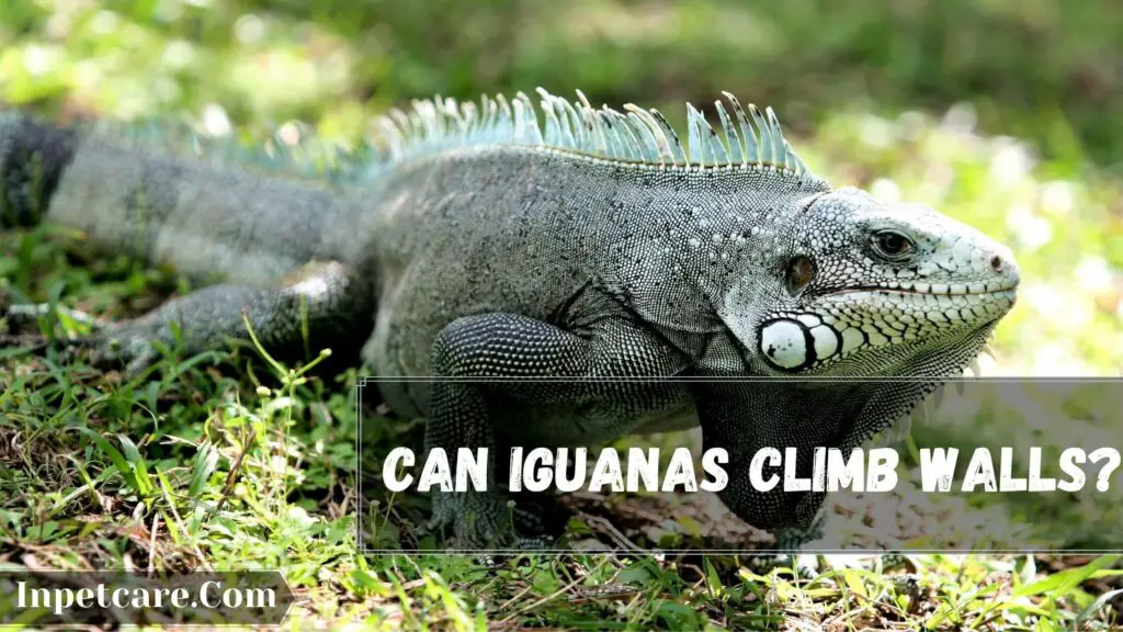 can iguanas climb walls