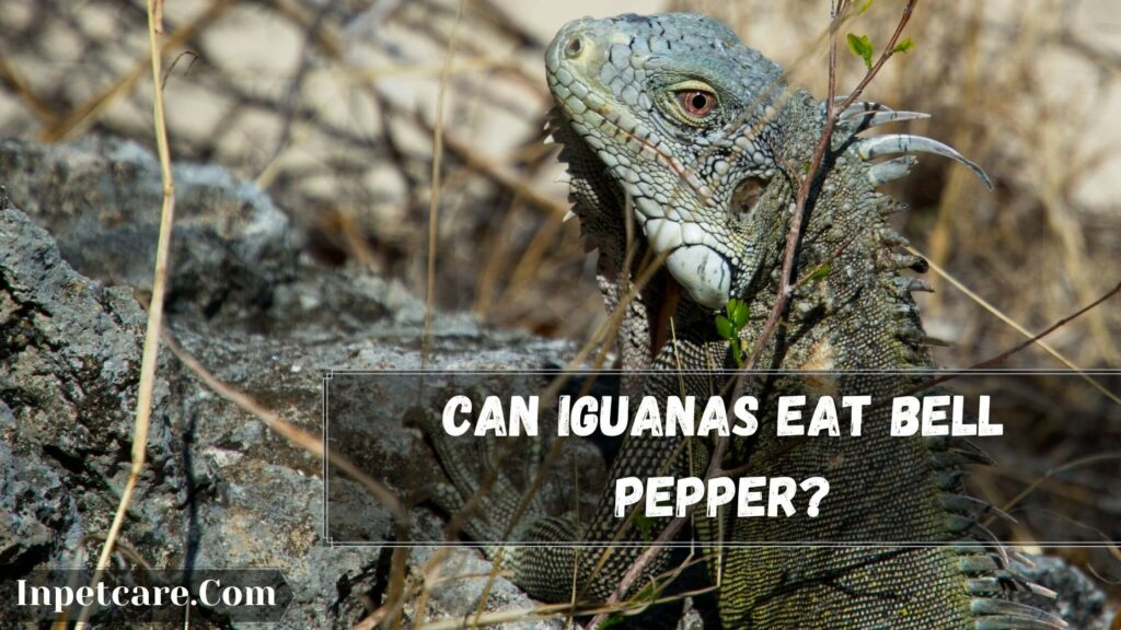can iguanas eat bell pepper