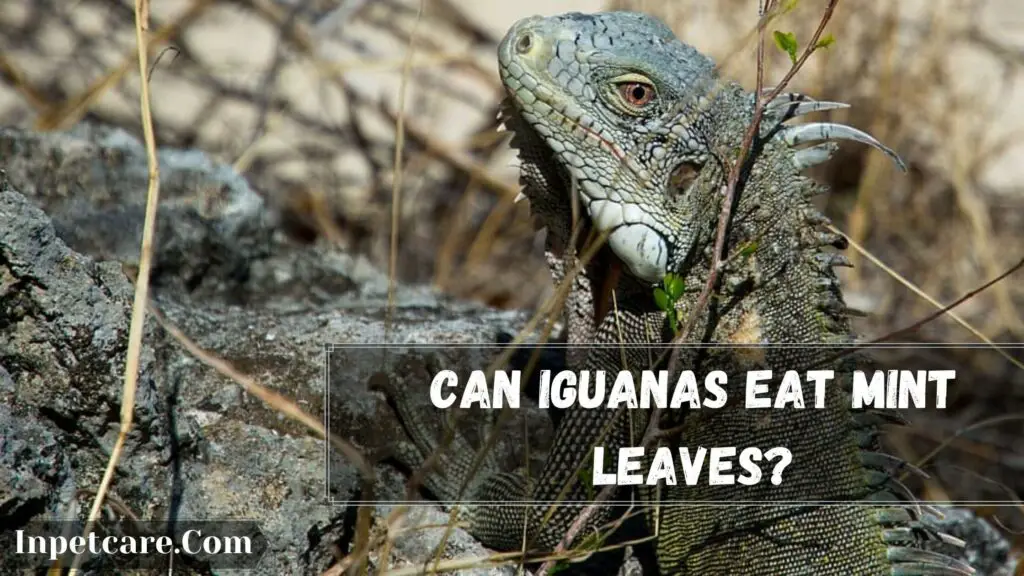 can iguanas eat mint leaves