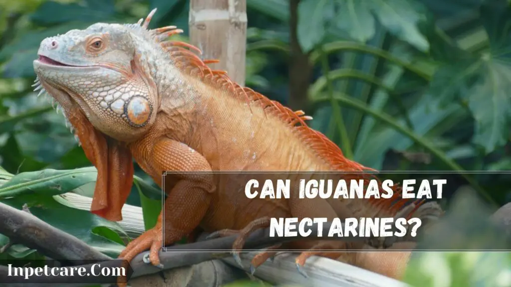 can iguanas eat nectarines