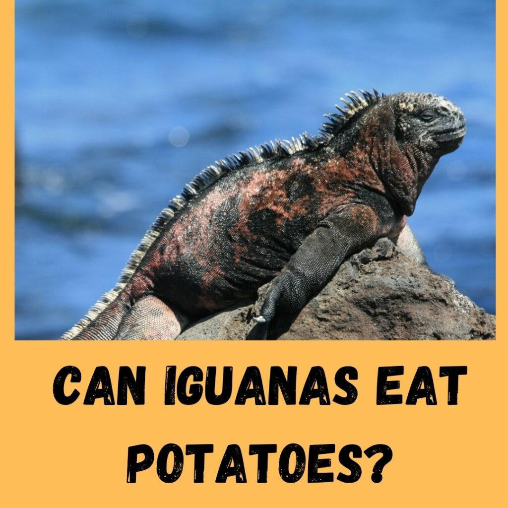 can iguanas eat potatoes