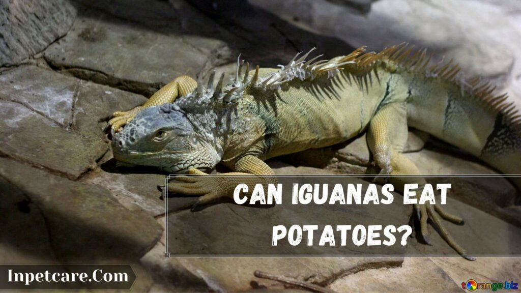 can iguanas eat potatoes