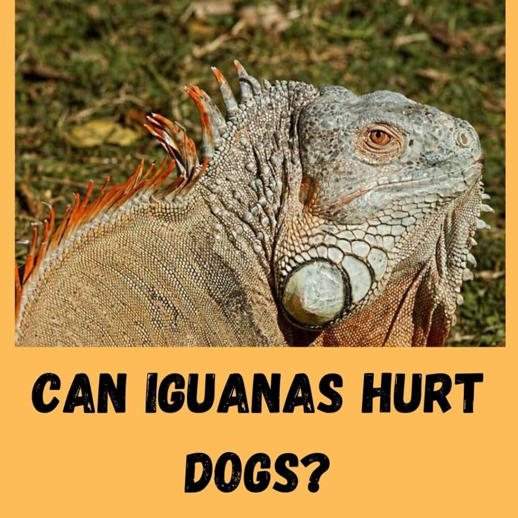 can iguanas hurt dogs