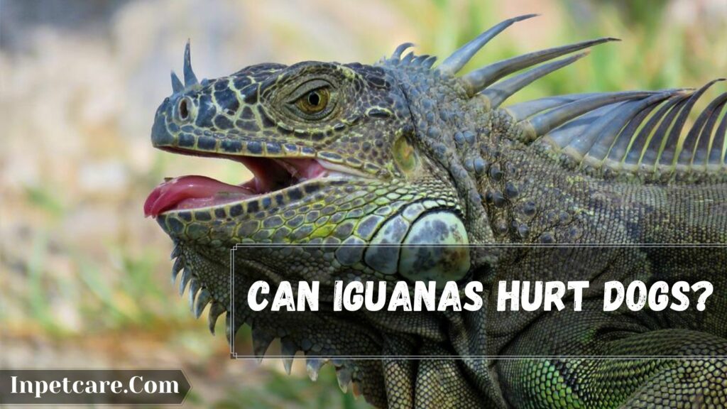 can iguanas hurt dogs