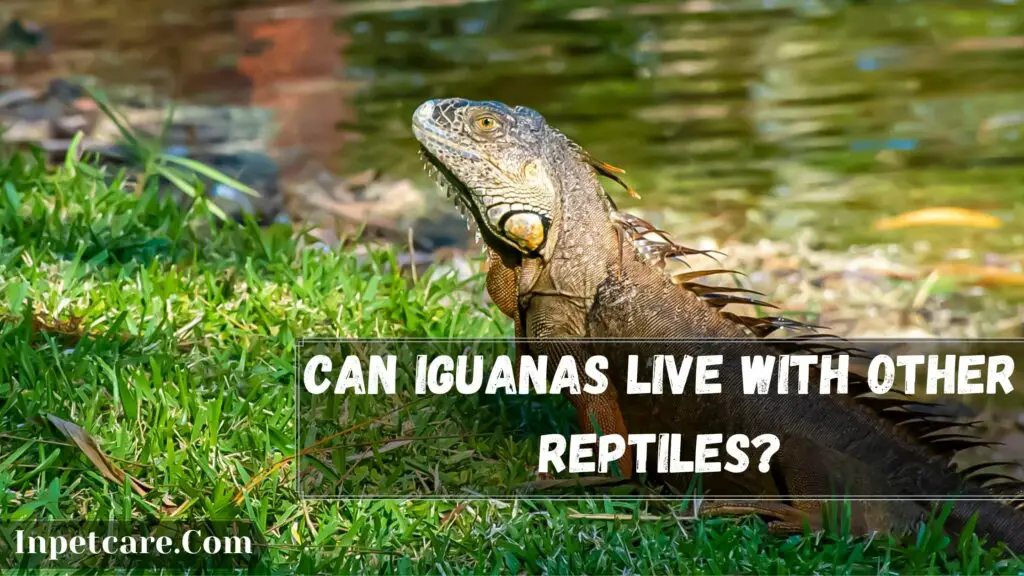 can iguanas live with other reptiles