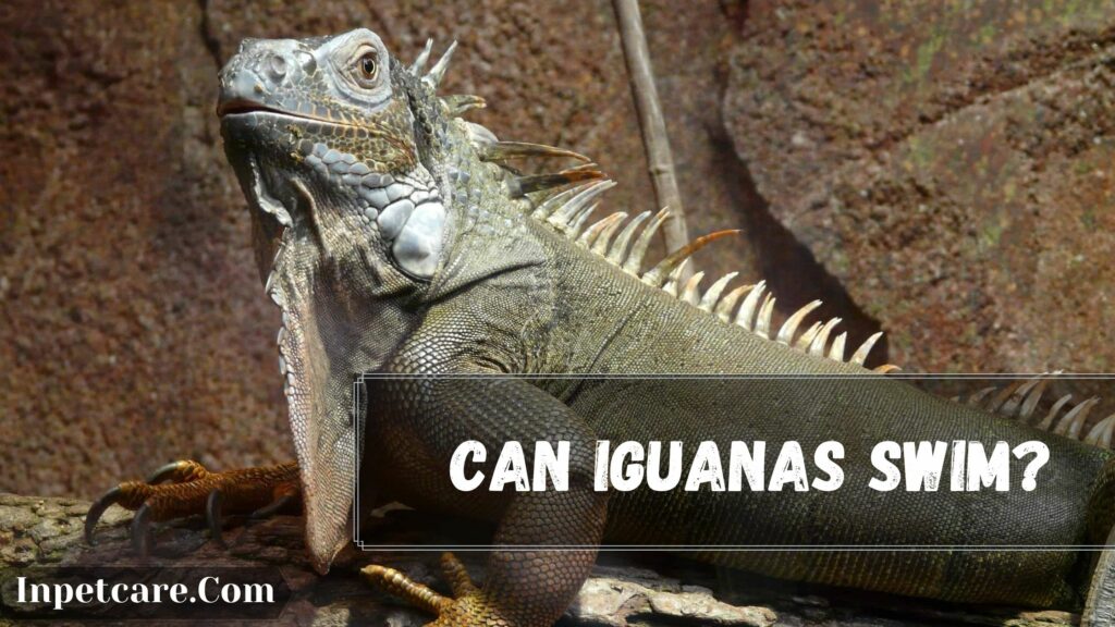 can iguanas swim