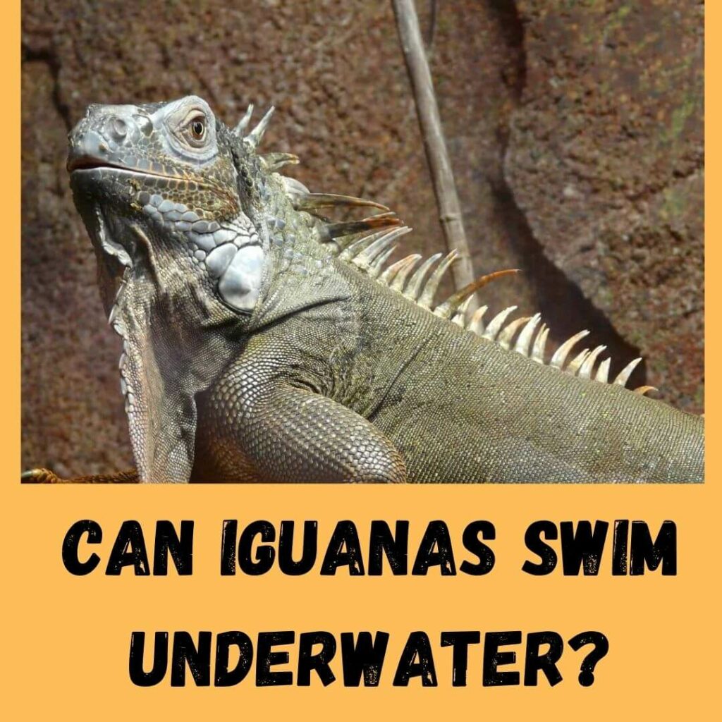 can iguanas swim underwater