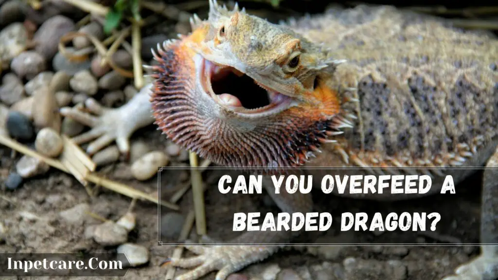 can you overfeed a bearded dragon