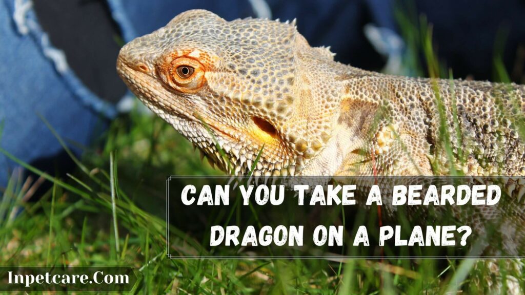 can you take a bearded dragon on a plane