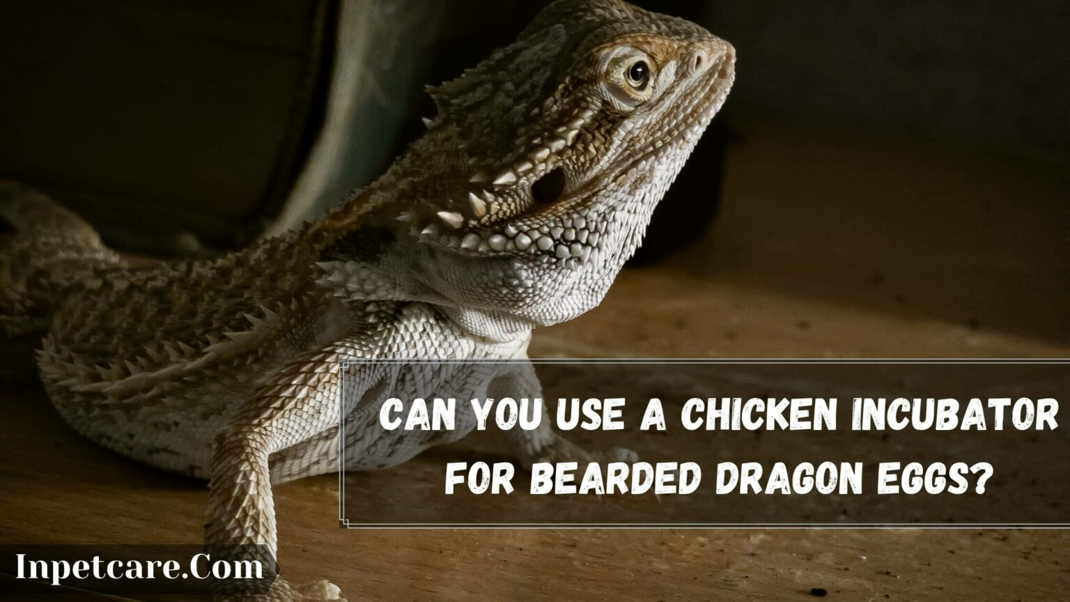 bearded dragon egg incubator