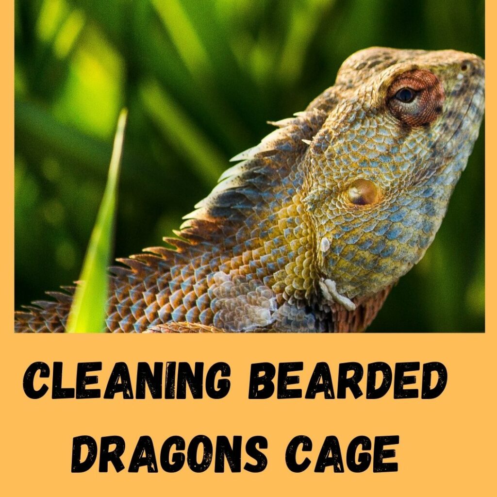 cleaning bearded dragons cage
