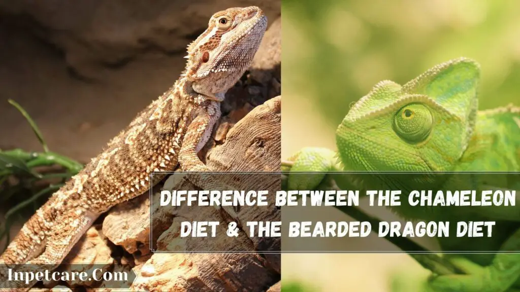 difference between the chameleon diet & the bearded dragon diet