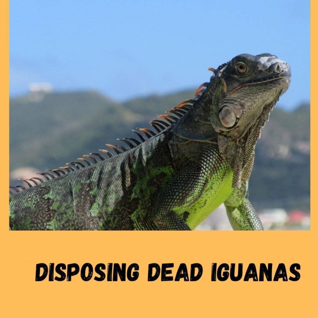 Ways To Dispose Of Dead Iguana