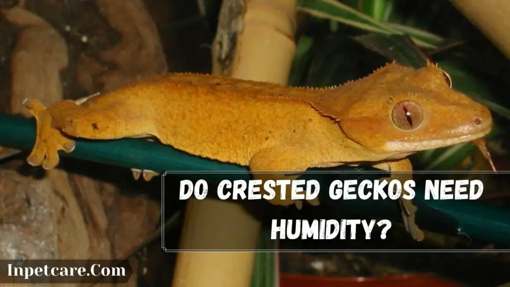 do crested geckos need humidity