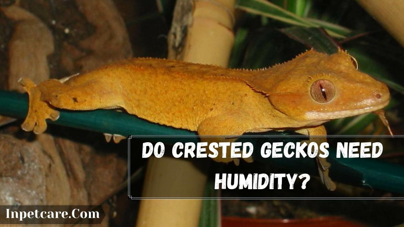 Do Crested Geckos Need Humidity? If Yes, How Much?