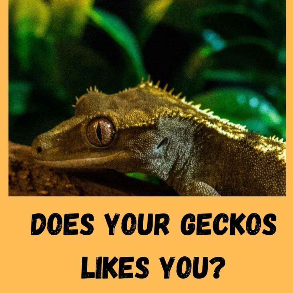 does your geckos likes you