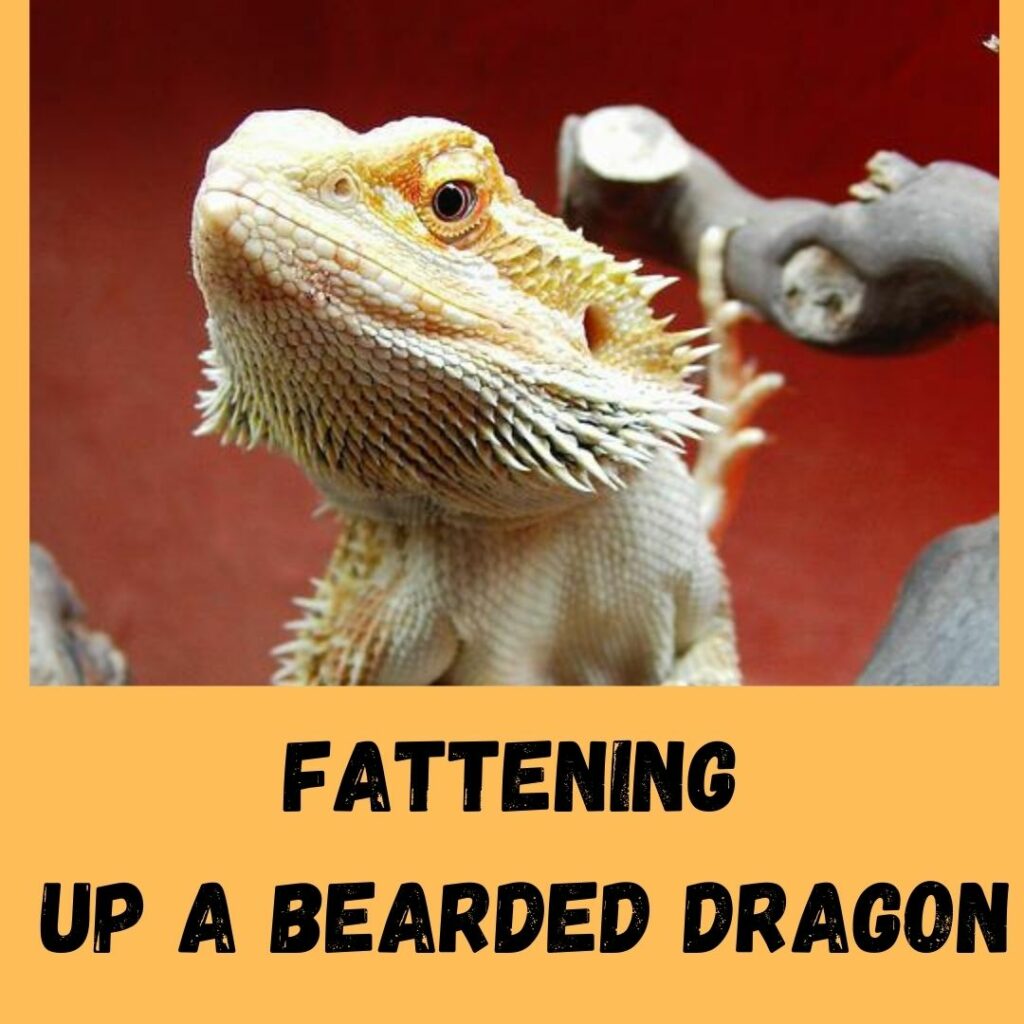 fattening up a bearded dragon