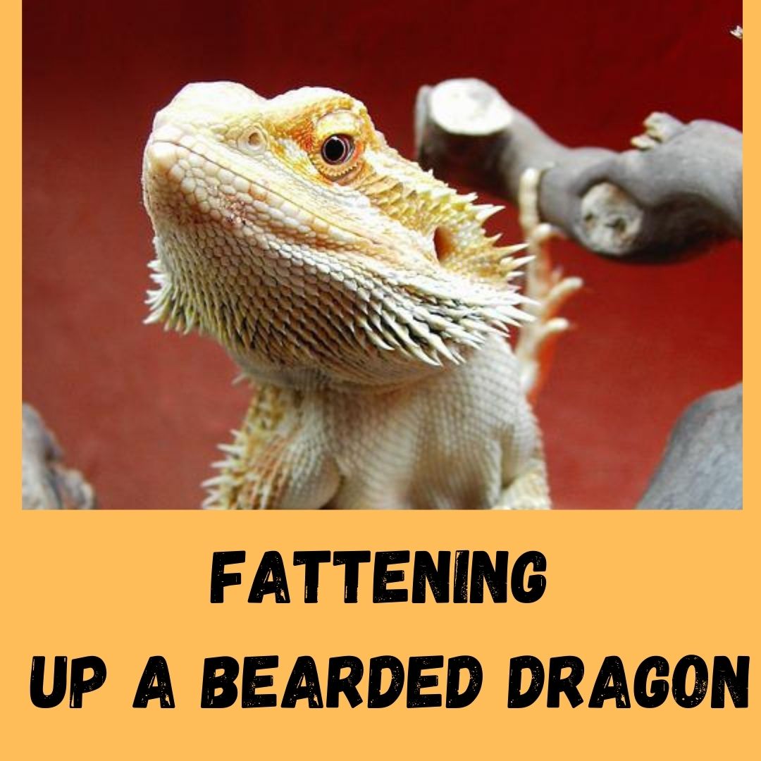 7 Tips To Fatten Up A Bearded Dragon