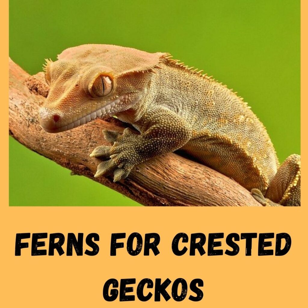 ferns for crested geckos