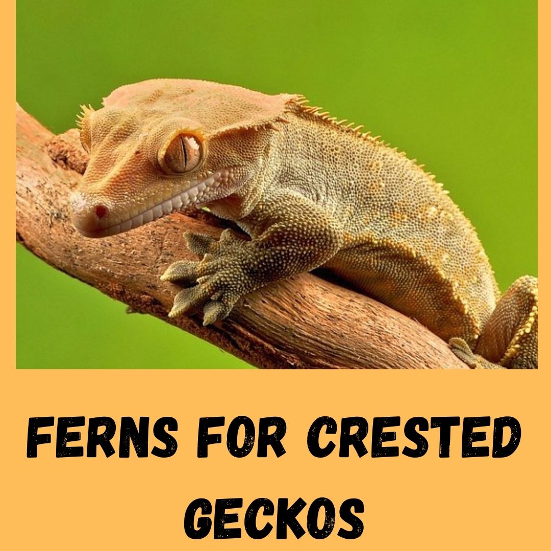 Are Ferns Safe For Crested Geckos?