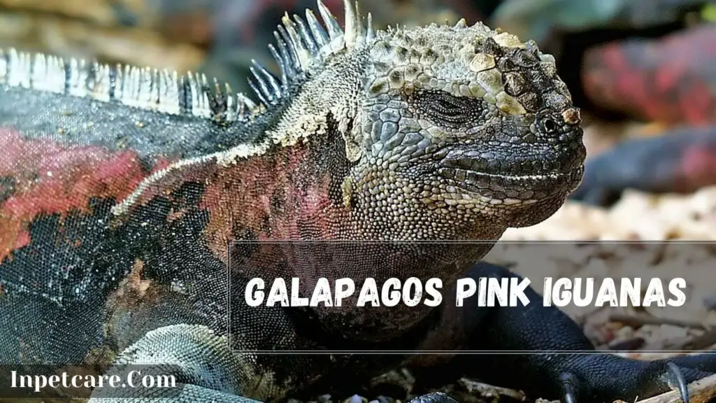 galapagos pink iguanas