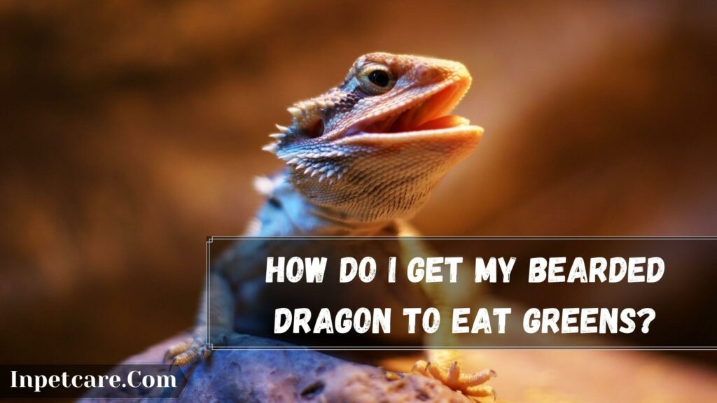 how do i get my bearded dragon to eat greens