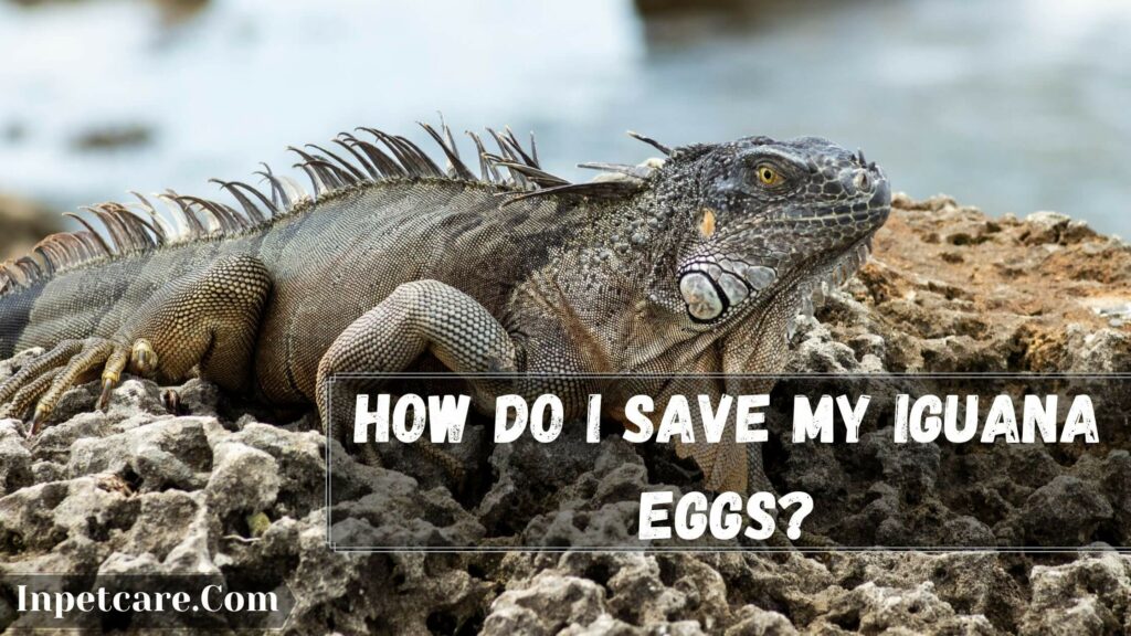 how do i save my iguana eggs