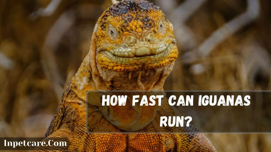 how fast can iguanas run