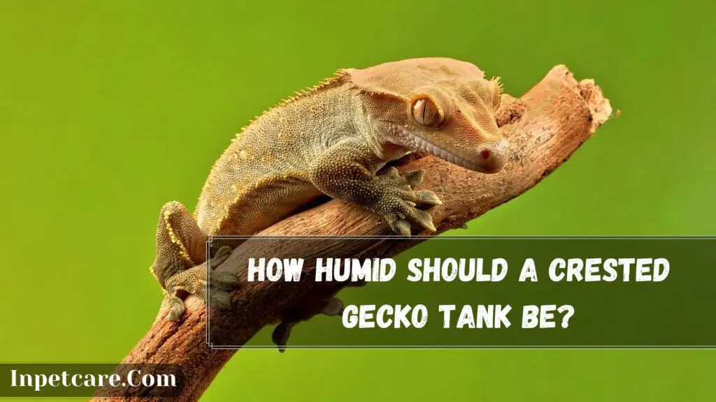 how humid should a crested gecko tank be