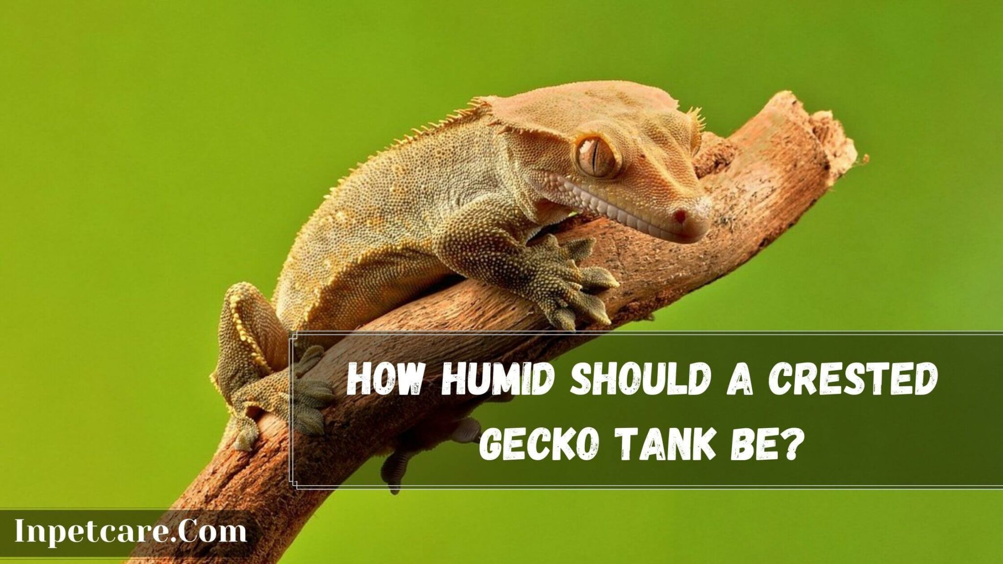 Do Crested Geckos Need Humidity? If Yes, How Much?