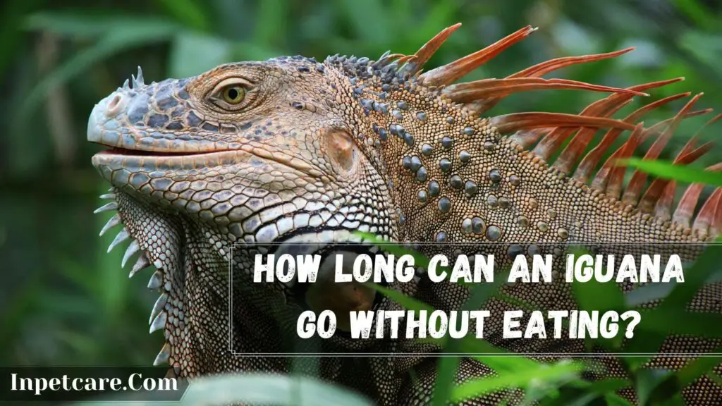 how long can an iguana go without eating
