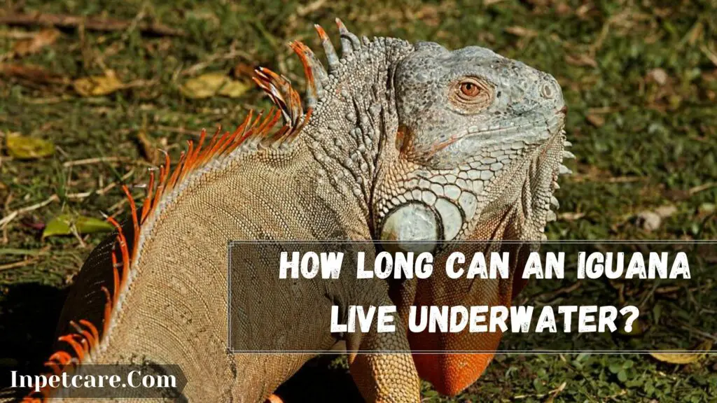 how long can an iguana live underwater