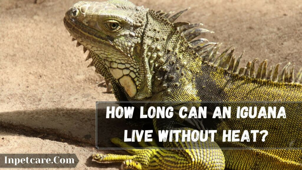 how long can an iguana live without heat