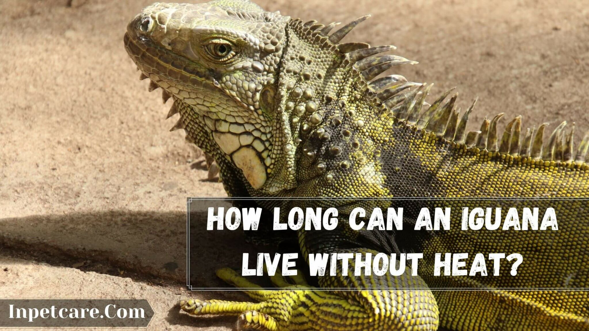 How Long Can An Iguana Live Without Heat?