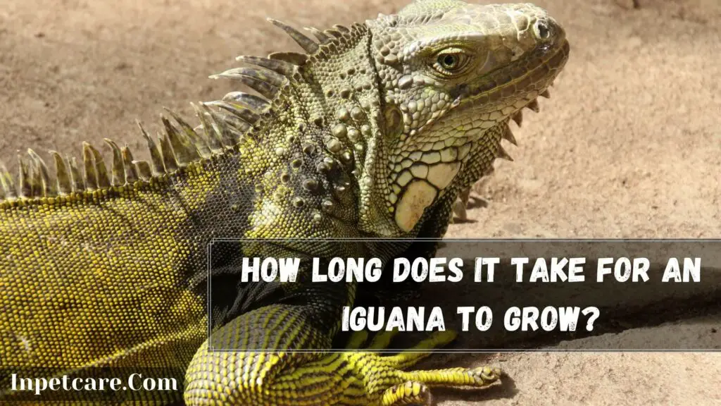 how long does it take for an iguana to grow