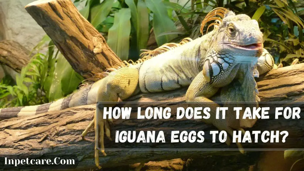 how long does it take for iguana eggs to hatch
