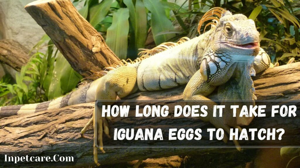 how long does it take for iguana eggs to hatch