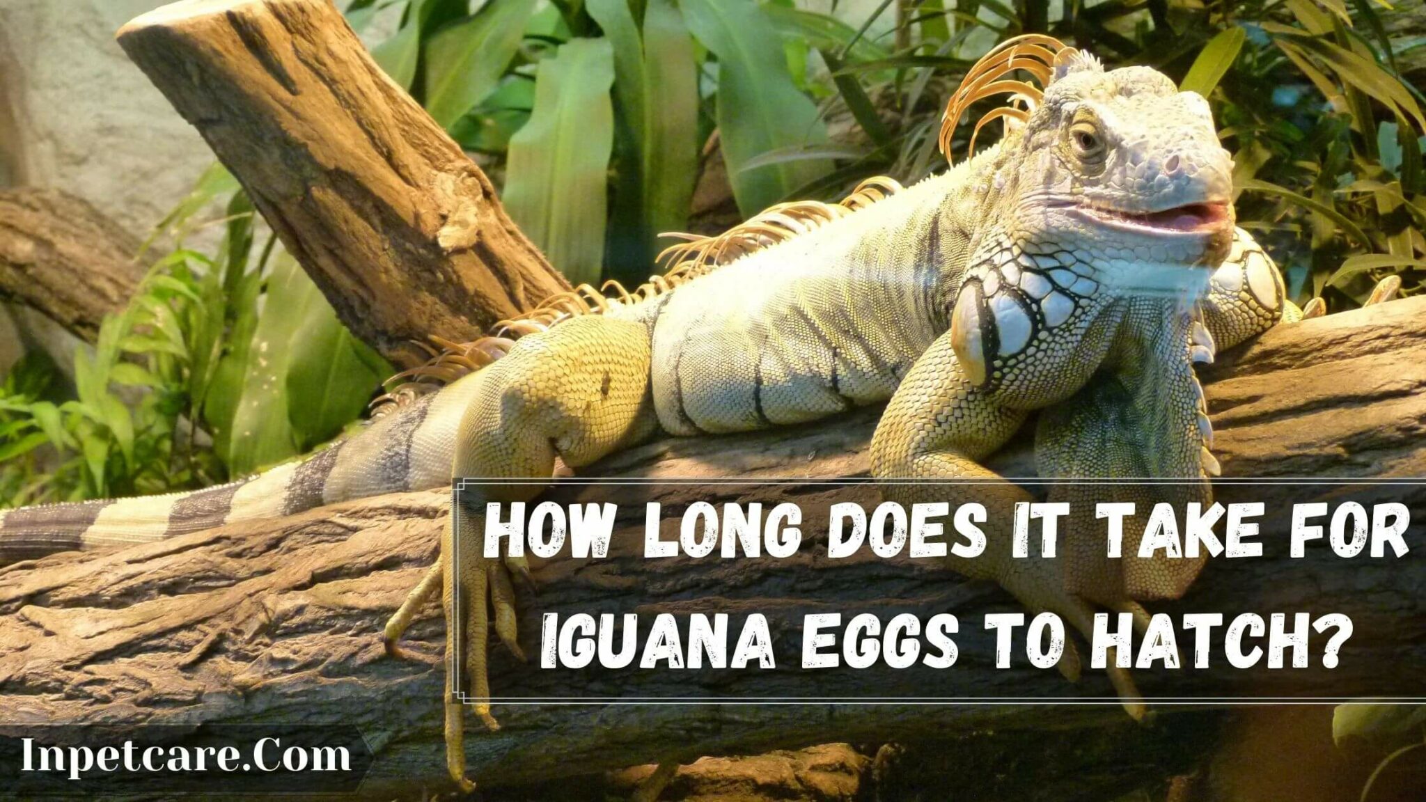 How Long Does It Take For Iguana Eggs To Hatch?