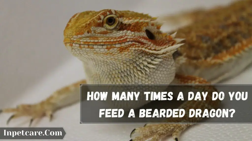 how many times a day do you feed a bearded dragon