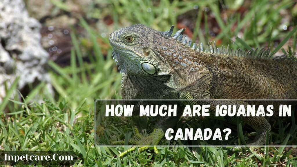 how much are iguanas in canada
