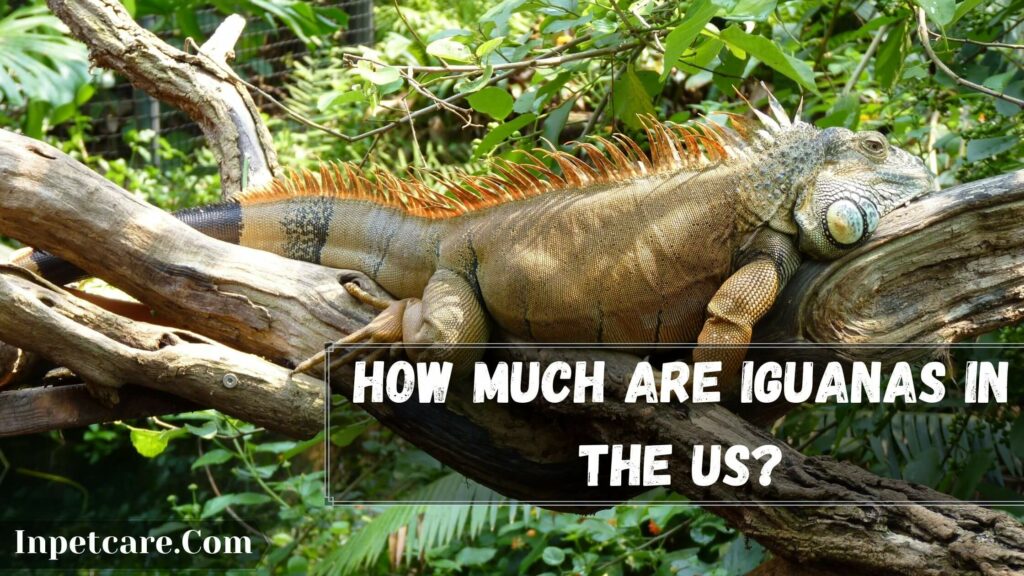how much are iguanas in the us