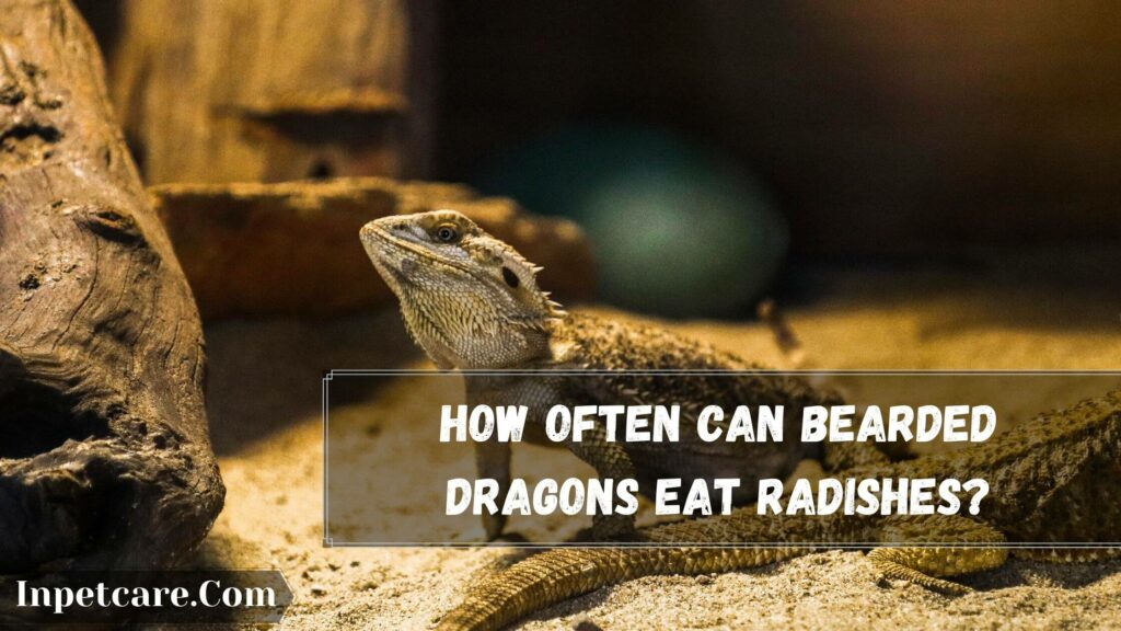 how often can bearded dragons eat radishes