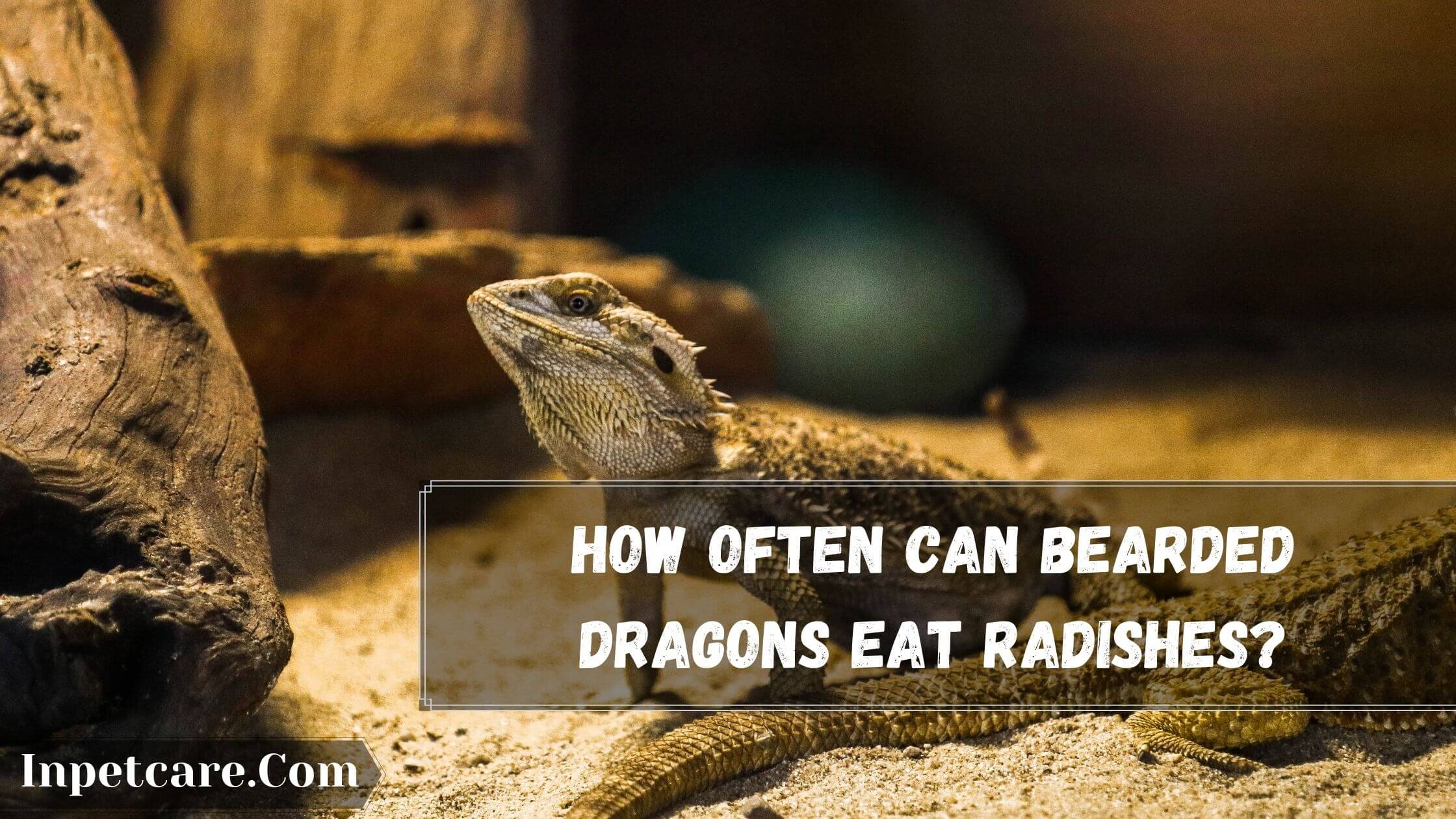 Can Bearded Dragons Eat Radish, Its Leaves & Shoots?