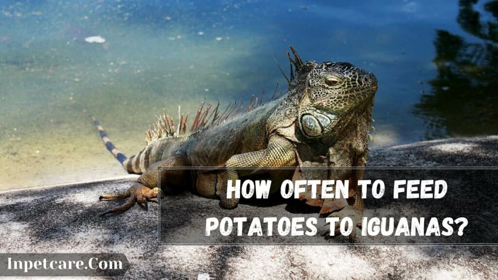 how often to feed potatoes to iguanas