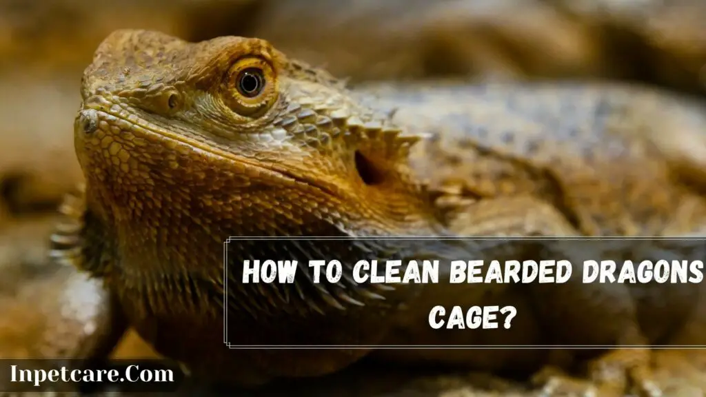 how to clean bearded dragons cage